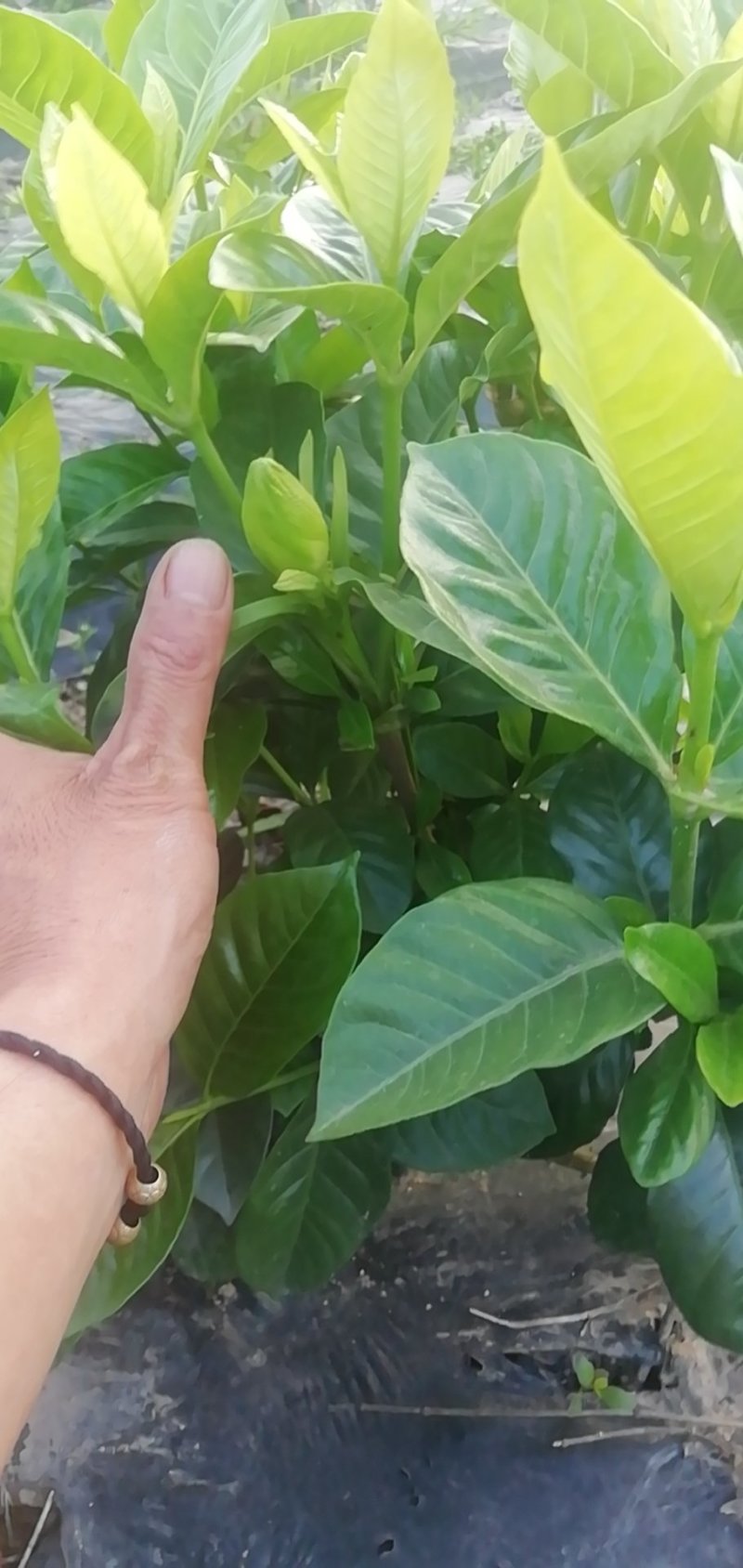 大叶栀子花和四季栀，海栀及茉莉花有大量工程苗出售价格优惠