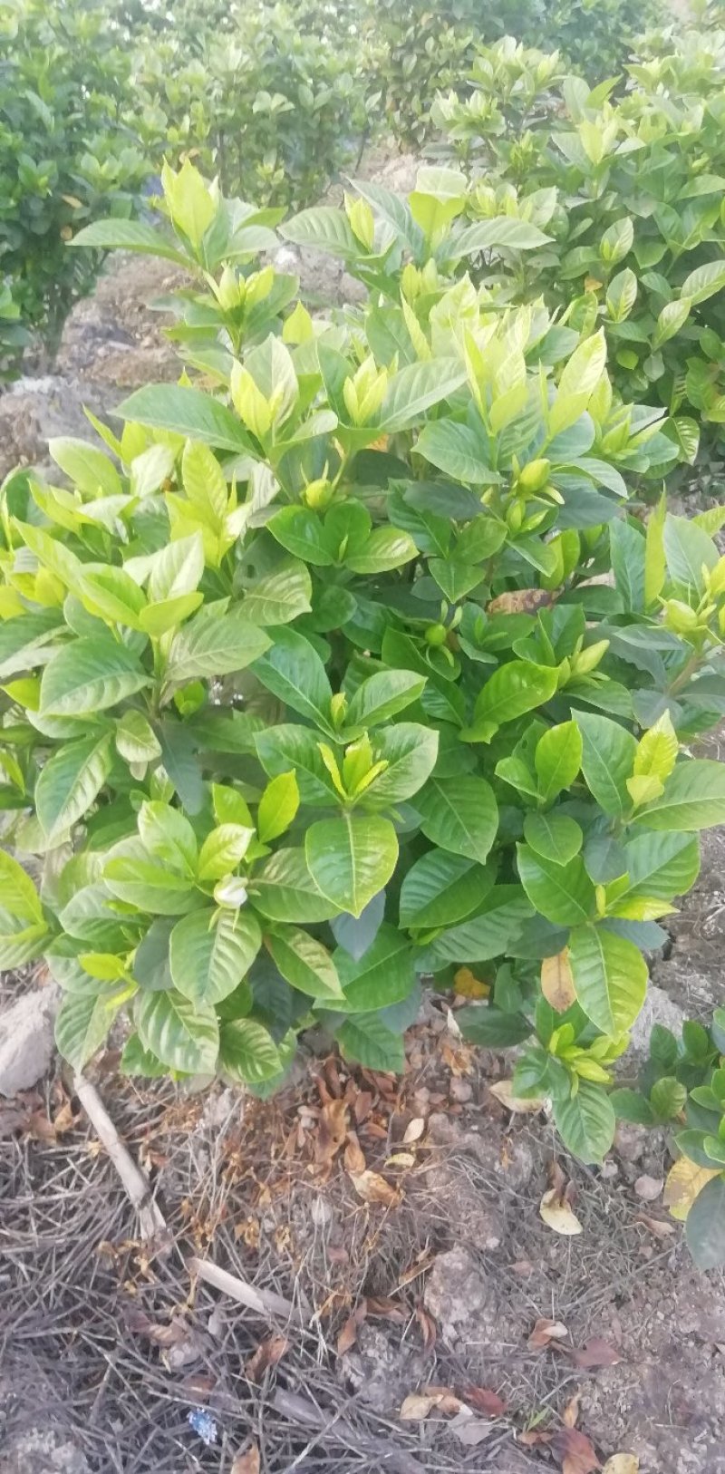 大叶栀子花和四季栀，海栀及茉莉花有大量工程苗出售价格优惠