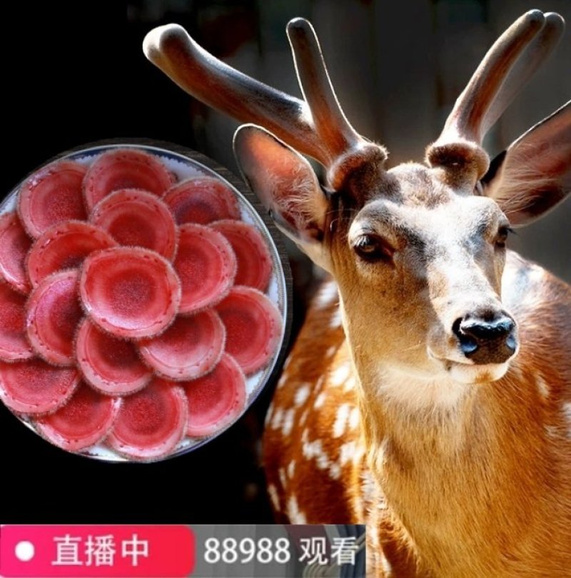 2025年新鲜带血的鹿茸鲜鹿茸片一件包邮