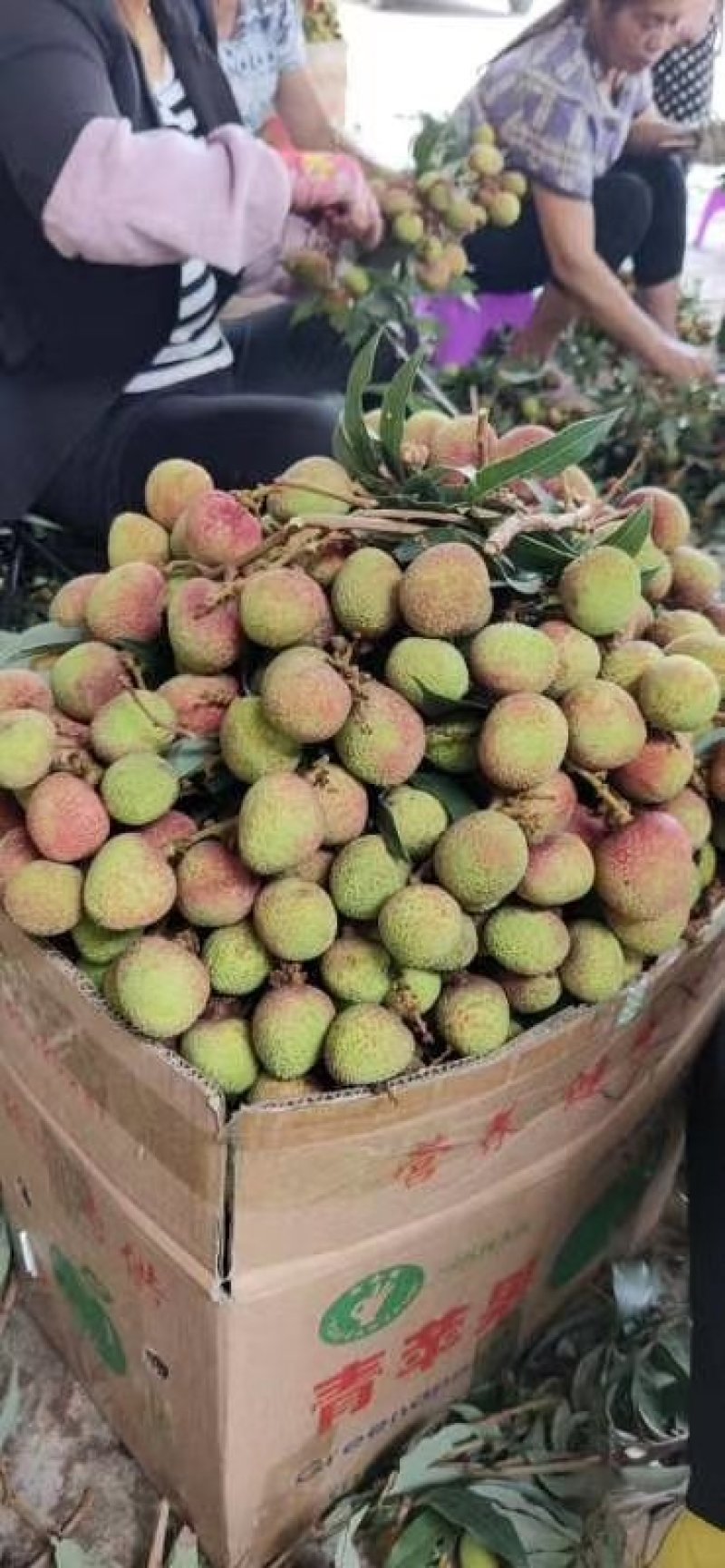 荔枝