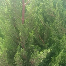 龙柏，上盆地栽都有货，基地直销，大量常年供应各种草花苗木