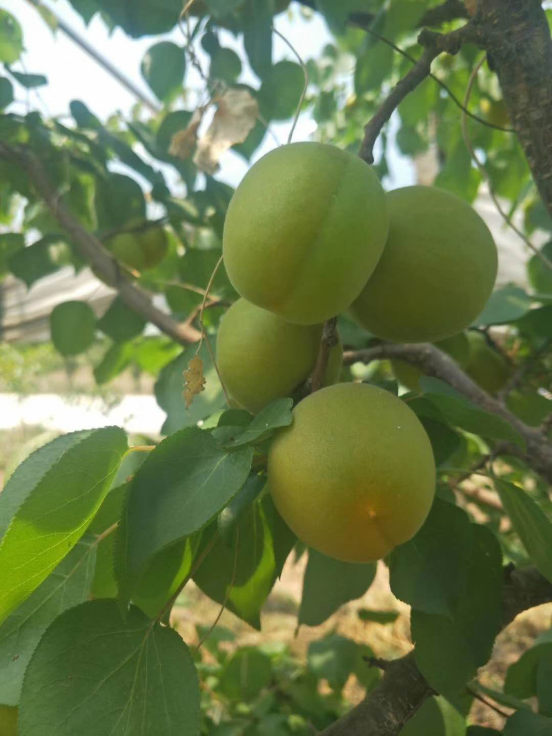 露天金太阳杏大量上市正在供应