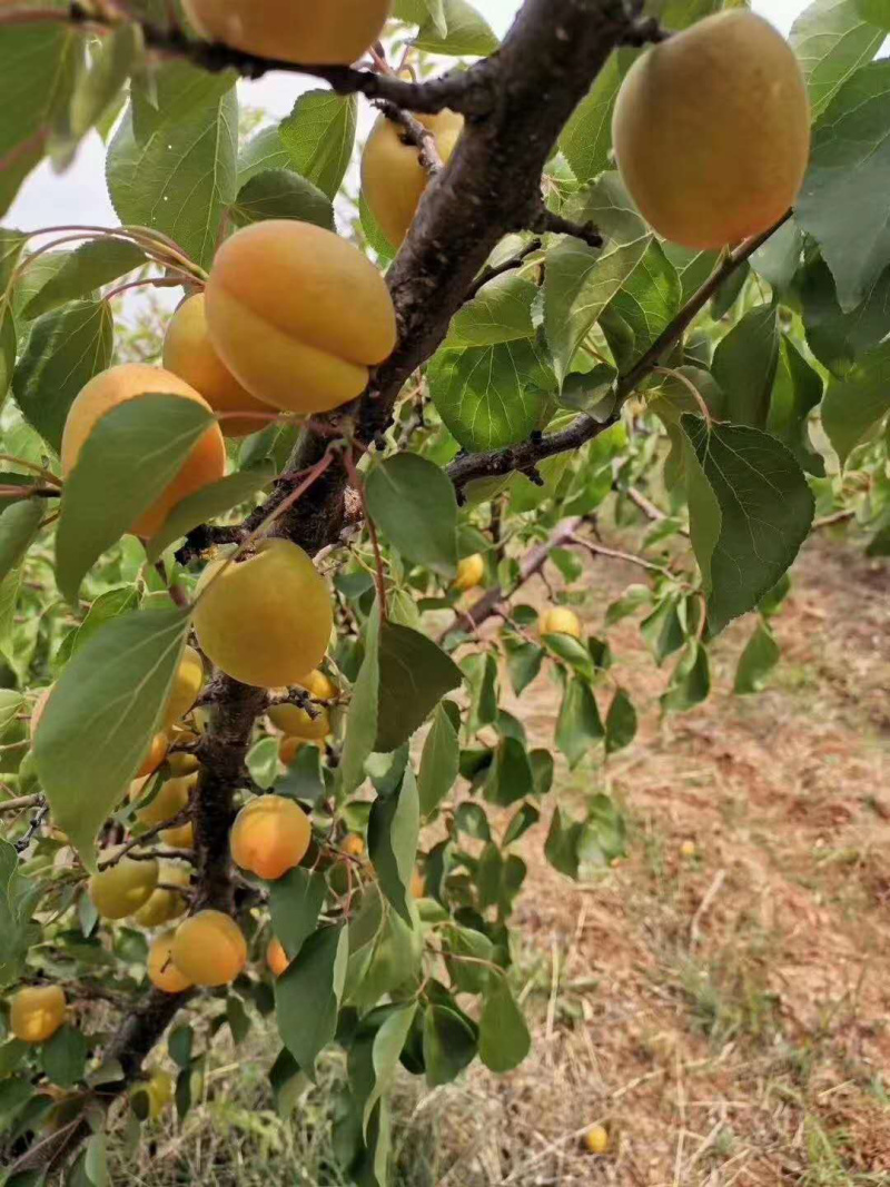 露天金太阳杏大量上市正在供应