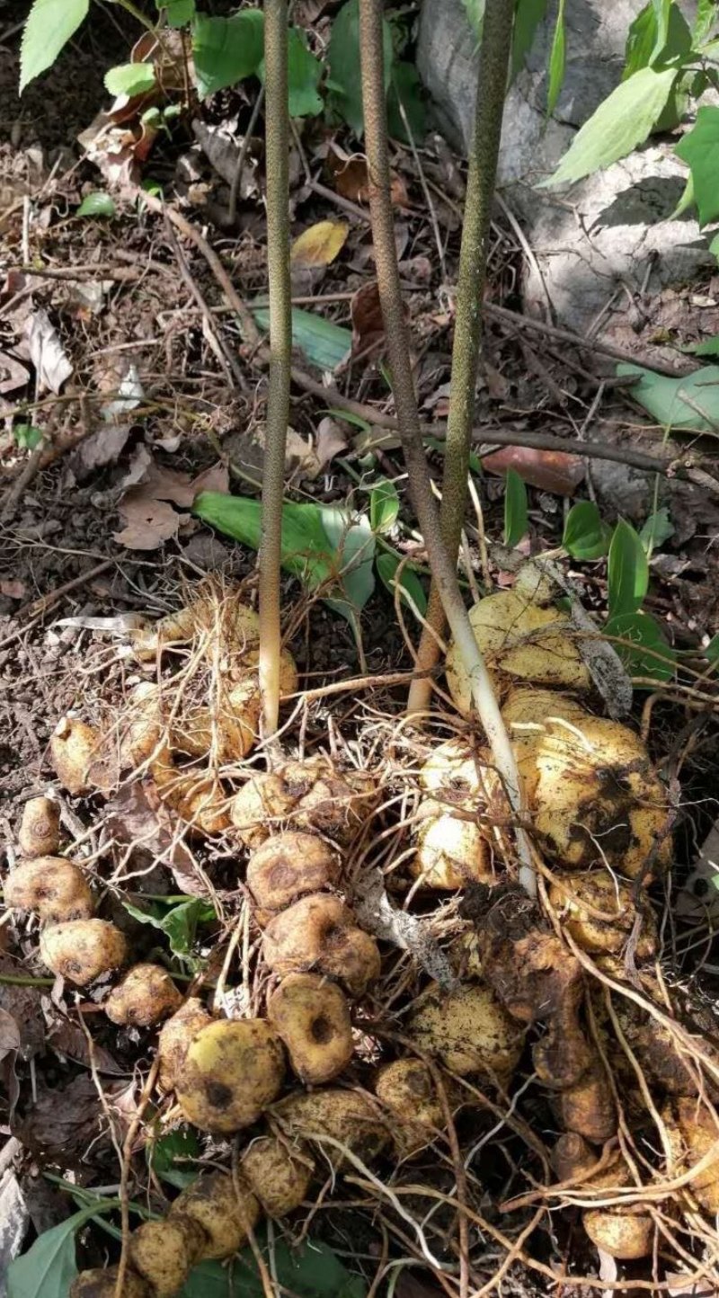 黄精芽头甜黄精姜型甜黄精，存活率高倒苗