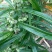 黄精芽头甜黄精姜型甜黄精，存活率高倒苗