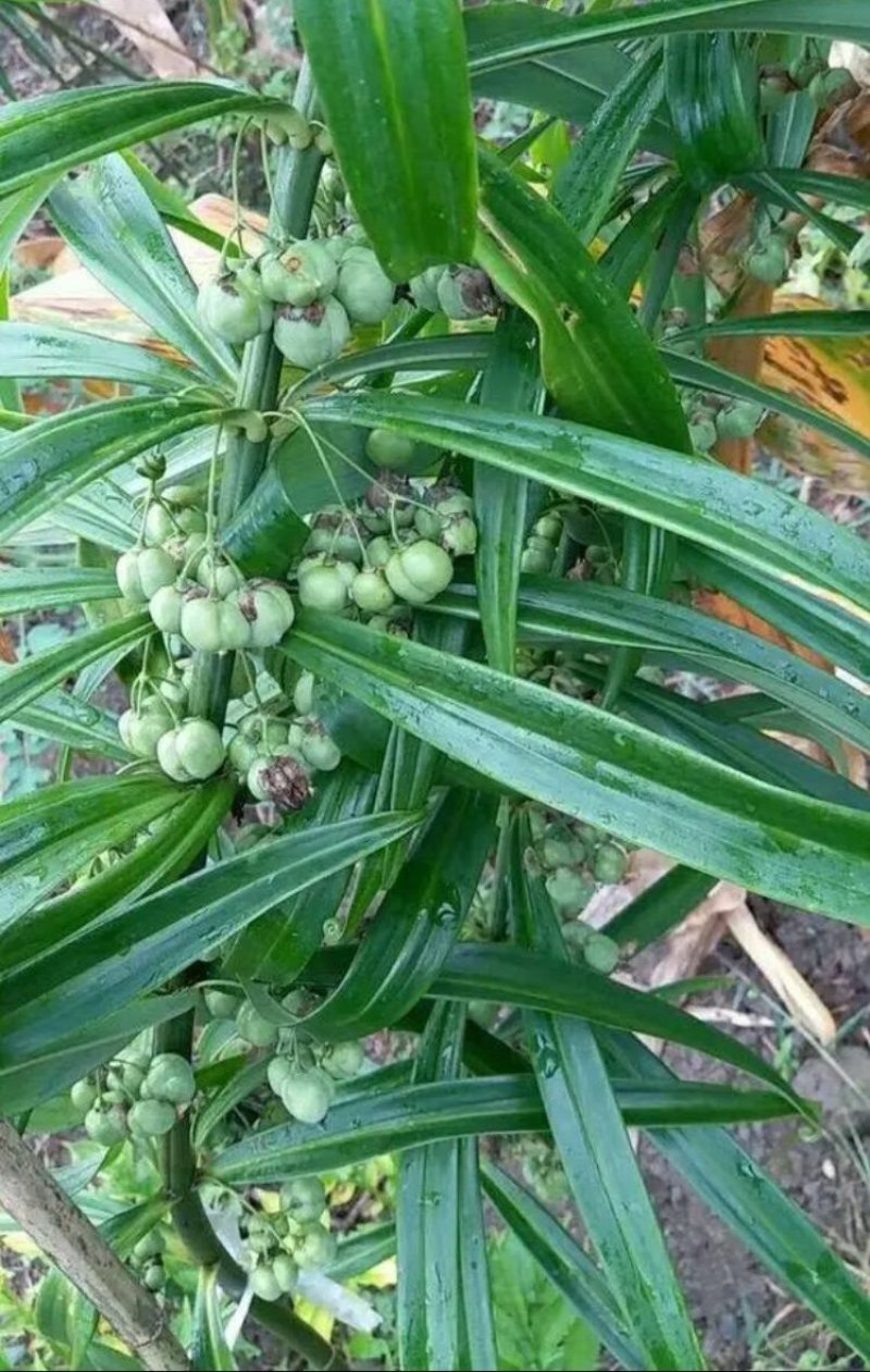 黄精芽头甜黄精姜型甜黄精，存活率高倒苗
