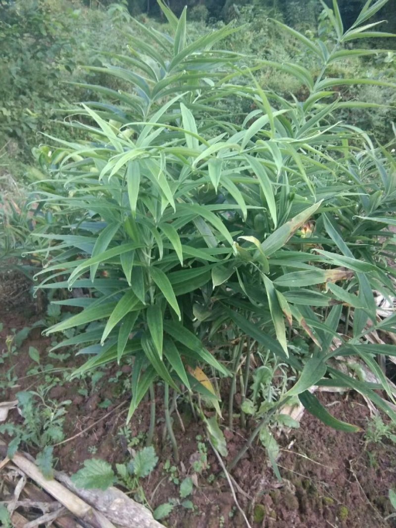 黄精芽头甜黄精姜型甜黄精，存活率高倒苗