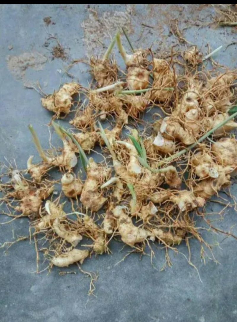 黄精芽头甜黄精姜型甜黄精，存活率高倒苗