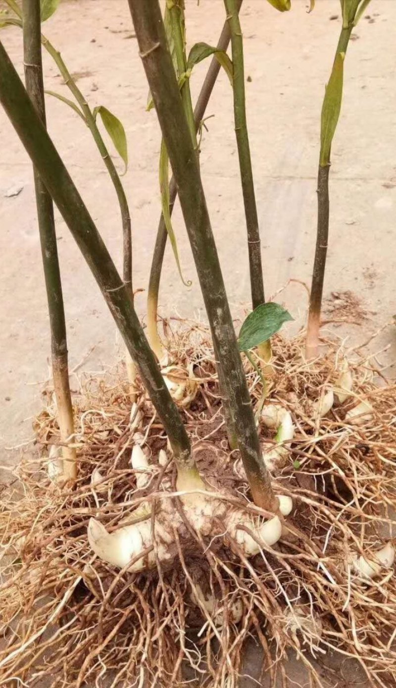 黄精芽头甜黄精姜型甜黄精，存活率高倒苗