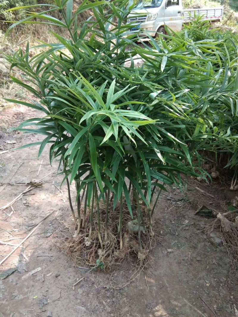 黄精芽头甜黄精姜型甜黄精，存活率高倒苗