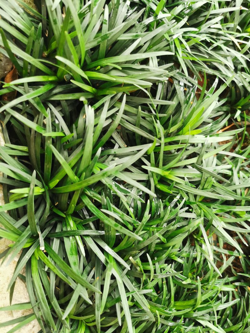 绿化玉龙草，花园小草，高端别墅种植草