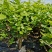 茉莉花包邮带花茉莉2年苗摆地摊网红产品5-9月有花苞