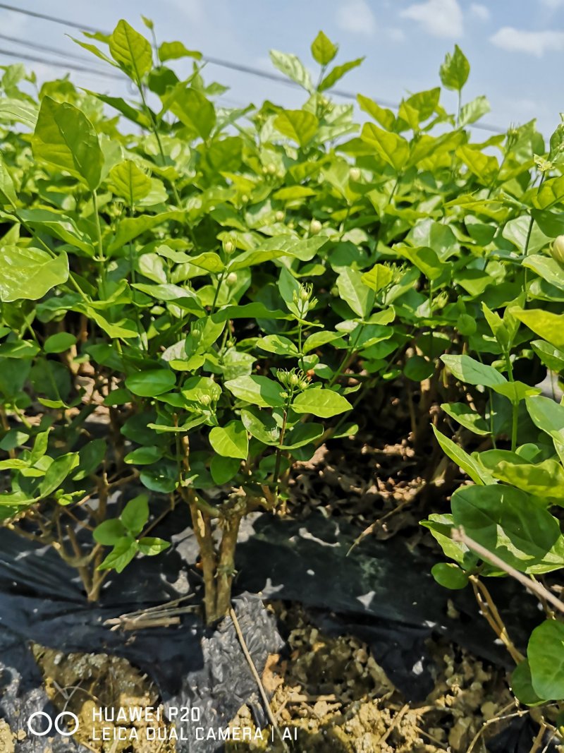 茉莉花包邮带花茉莉2年苗摆地摊网红产品5-9月有花苞