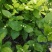 茉莉花包邮带花茉莉2年苗摆地摊网红产品5-9月有花苞