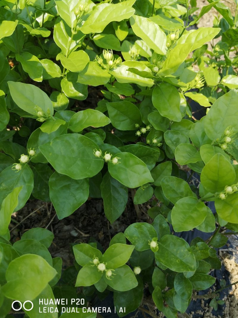 茉莉花包邮带花茉莉2年苗摆地摊网红产品5-9月有花苞