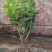 茉莉花包邮带花茉莉2年苗摆地摊网红产品5-9月有花苞