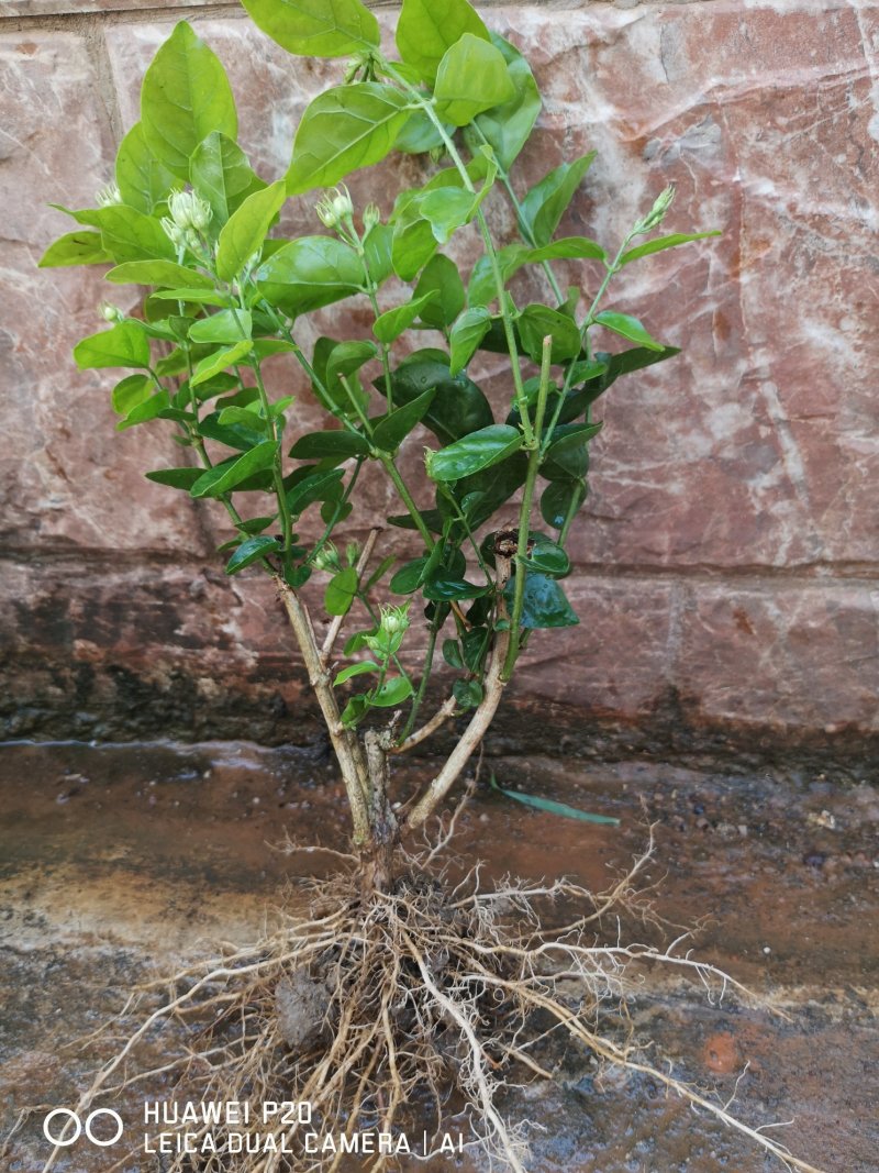 茉莉花包邮带花茉莉2年苗摆地摊网红产品5-9月有花苞