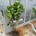 茉莉花包邮带花茉莉2年苗摆地摊网红产品5-9月有花苞