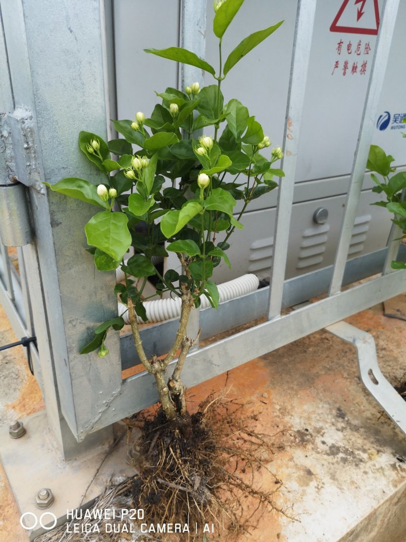 茉莉花包邮带花茉莉2年苗摆地摊网红产品5-9月有花苞