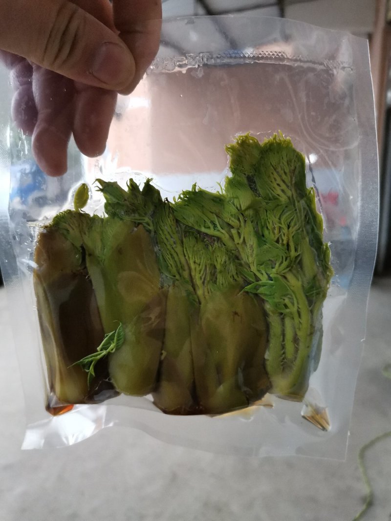 雪山精品刺嫩芽真空包装货源