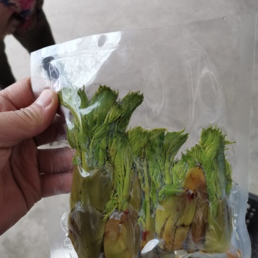 雪山精品刺嫩芽真空包装货源