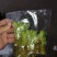 雪山精品刺嫩芽真空包装货源