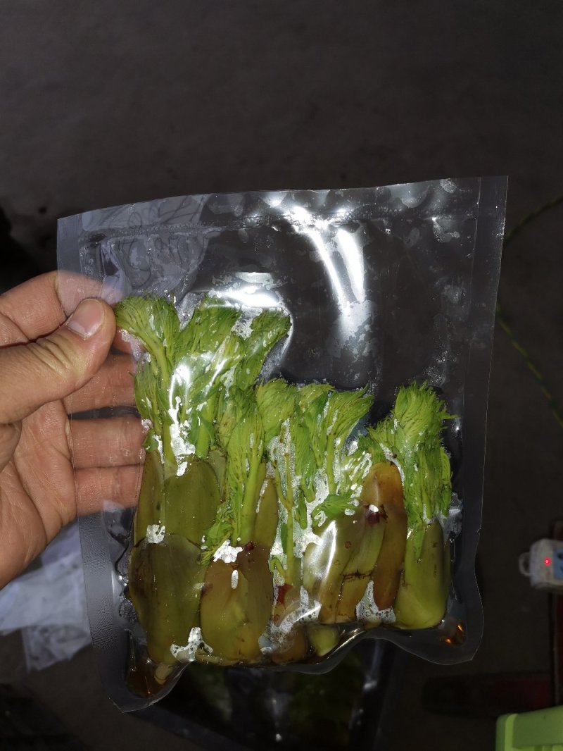 雪山精品刺嫩芽真空包装货源