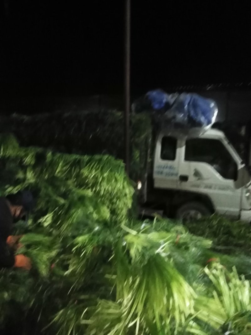 蒜苔，红帽蒜薹墨绿色优选蒜苔产地发货量大从优