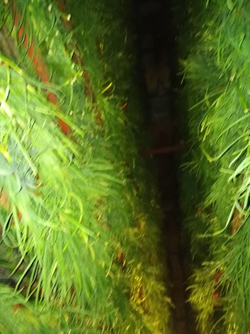 蒜苔，红帽蒜薹墨绿色优选蒜苔产地发货量大从优