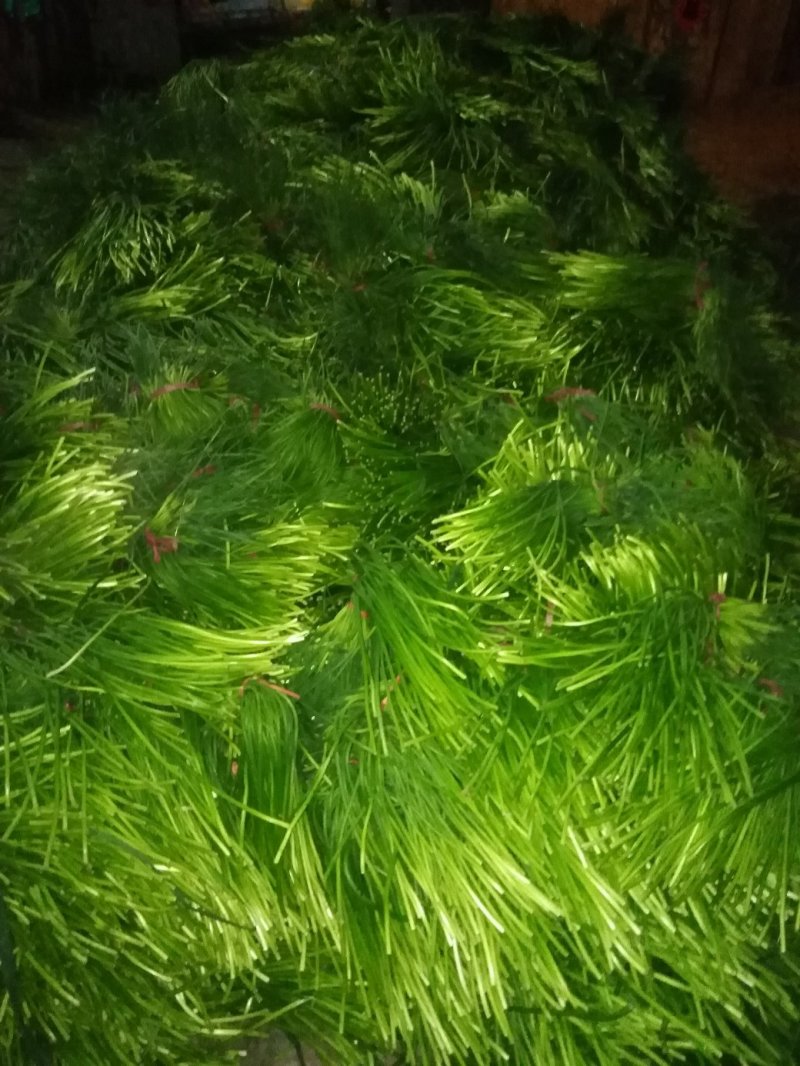 蒜苔，红帽蒜薹墨绿色优选蒜苔产地发货量大从优