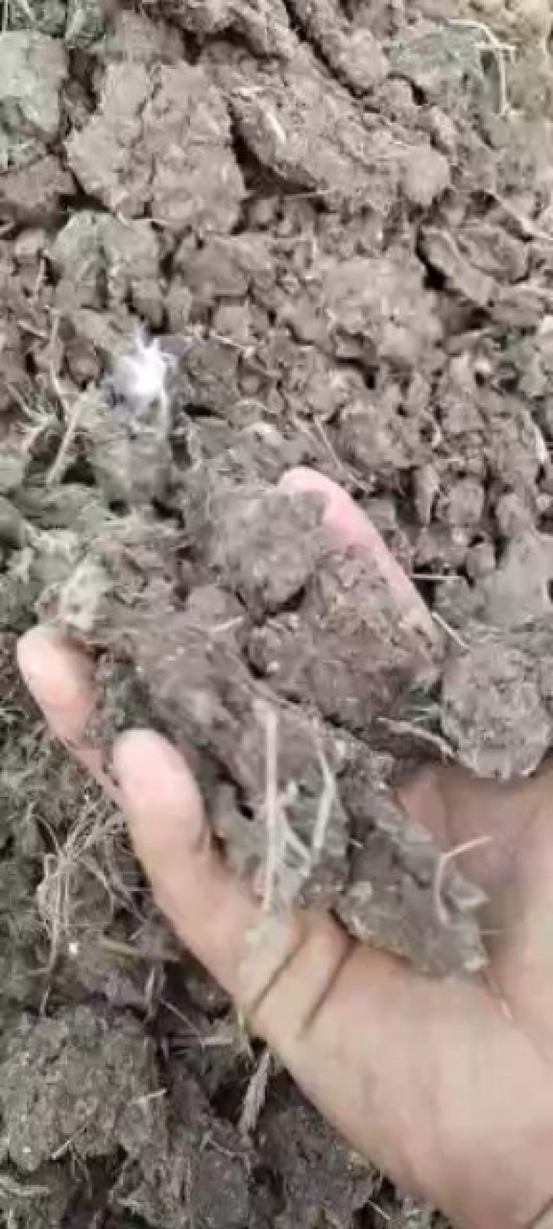 山东德州夏津县干鸡粪