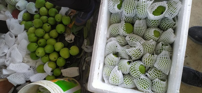 西瓜红石榴红宝石芭乐