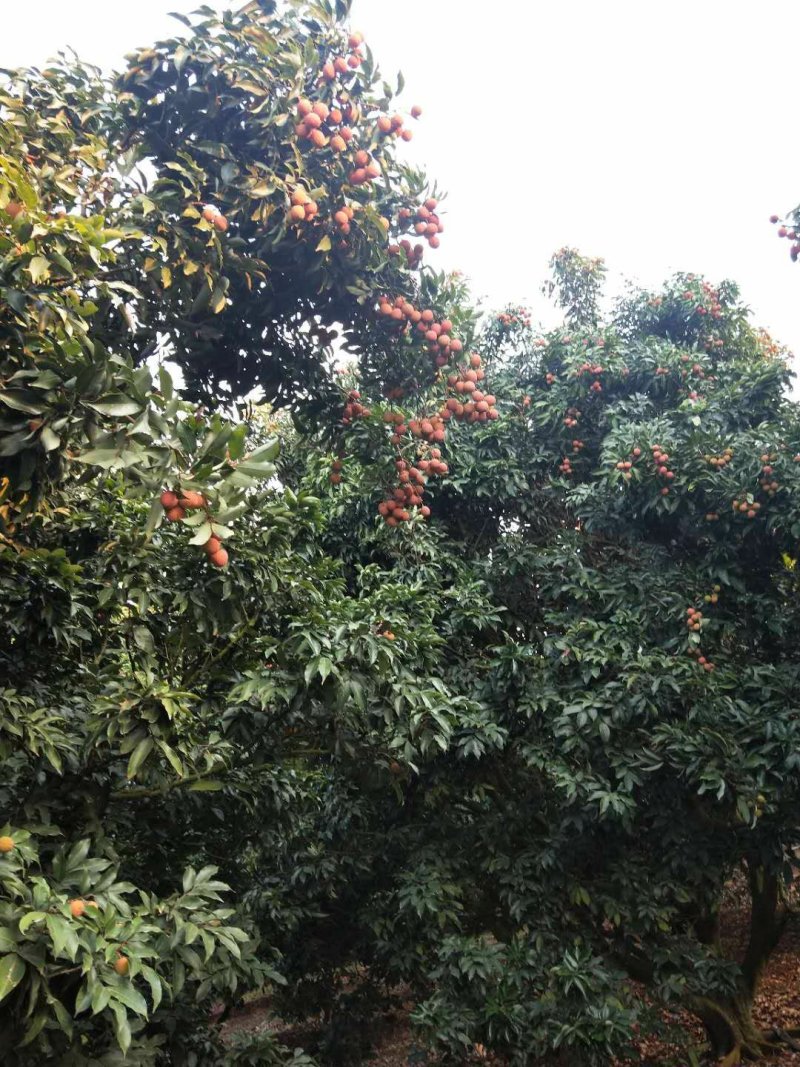 白糖罂荔枝