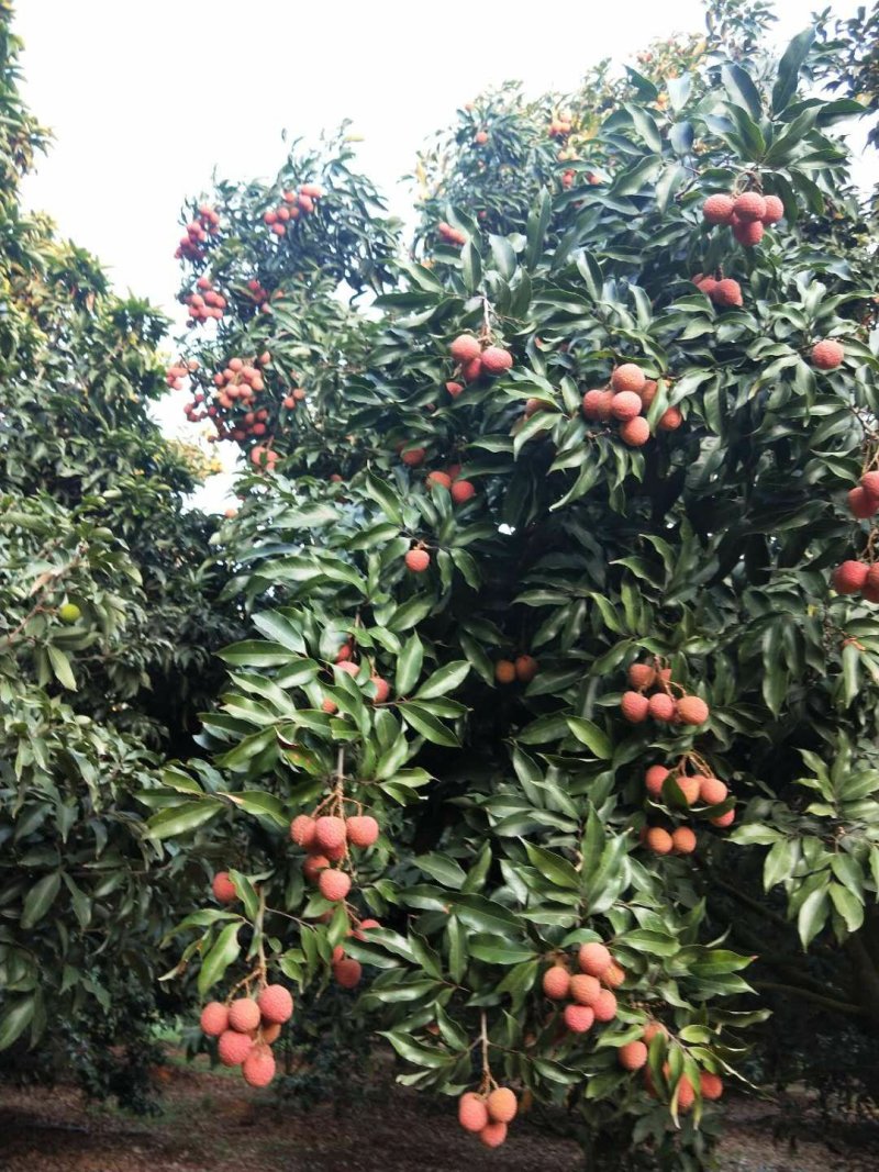 白糖罂荔枝