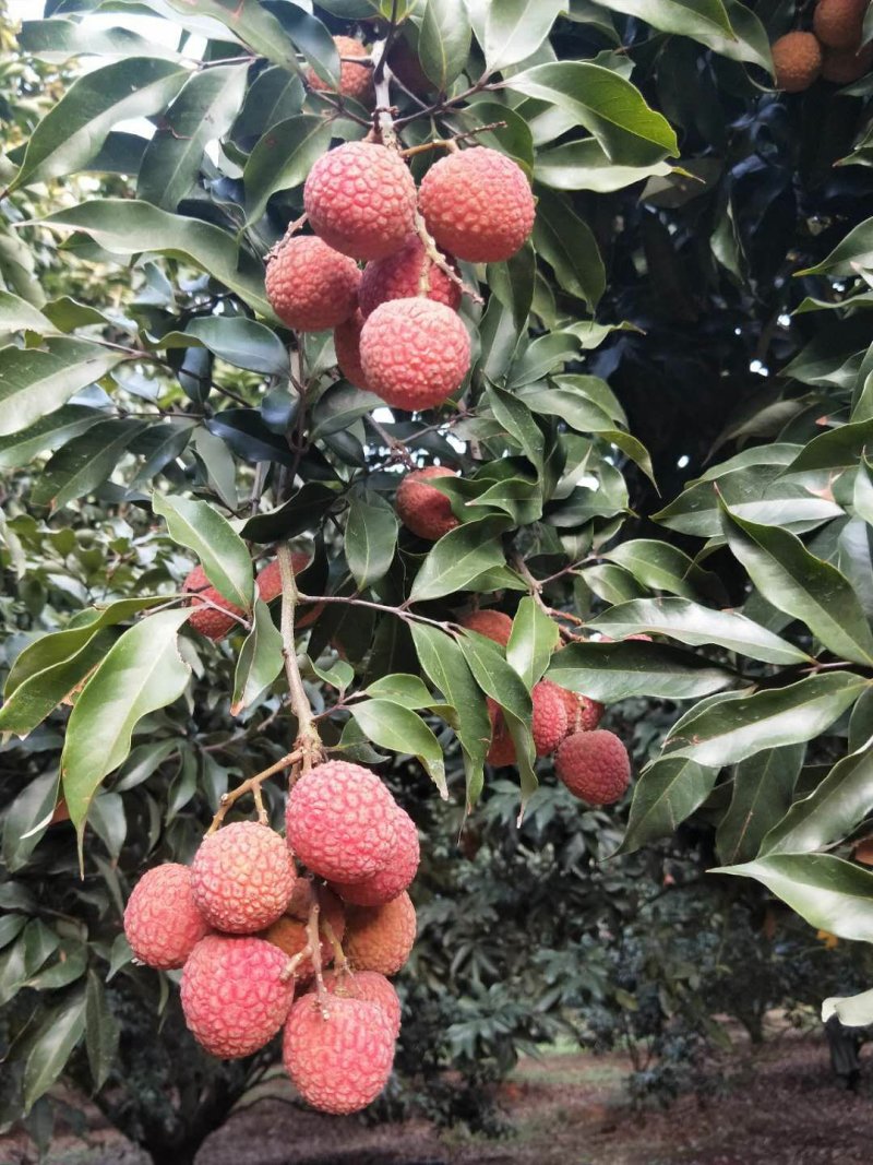 白糖罂荔枝