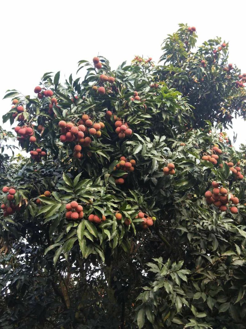 白糖罂荔枝
