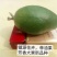 菲油果新西兰芳香大果新品种食用观赏庭院阳台可四季栽植