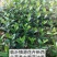 菲油果新西兰芳香大果新品种食用观赏庭院阳台可四季栽植