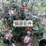 菲油果新西兰芳香大果新品种食用观赏庭院阳台可四季栽植