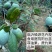 菲油果新西兰芳香大果新品种食用观赏庭院阳台可四季栽植