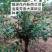 菲油果新西兰芳香大果新品种食用观赏庭院阳台可四季栽植