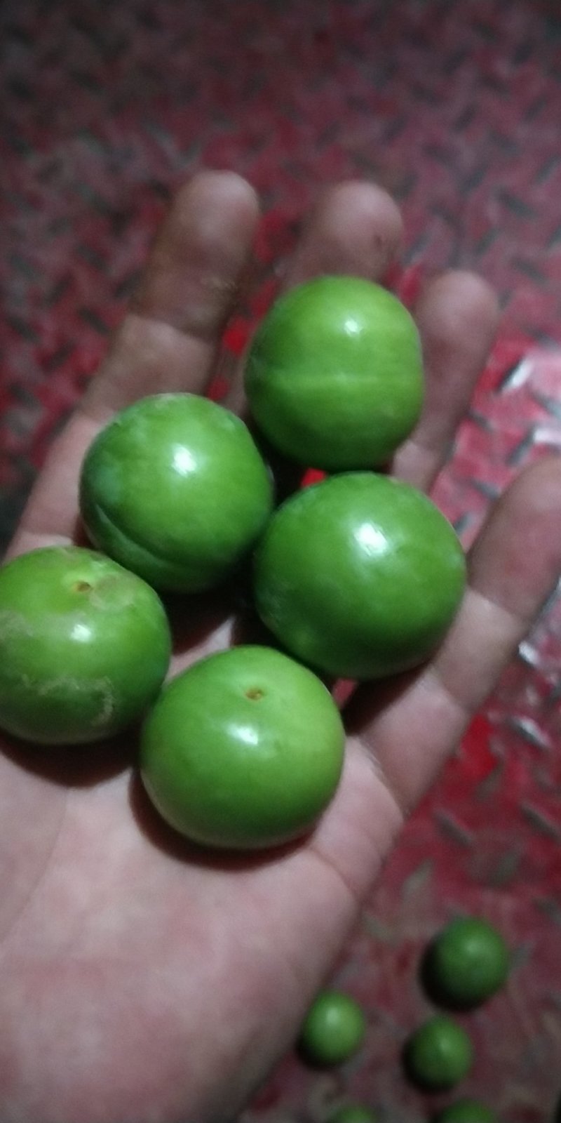 李子青果陕西，果脯厂