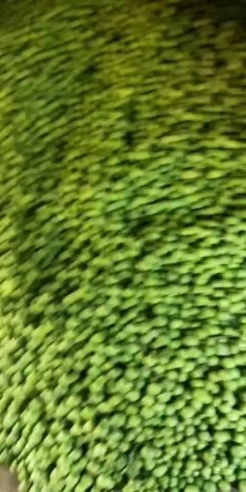 李子青果陕西，果脯厂
