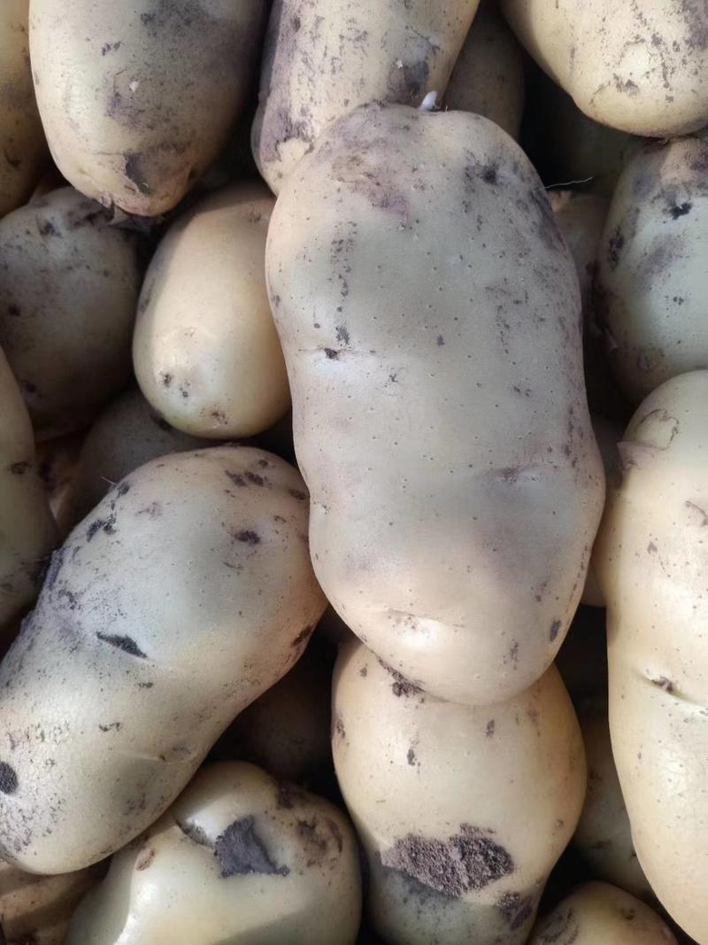 万亩优质荷兰十五士豆土豆产地直发欢迎选购！