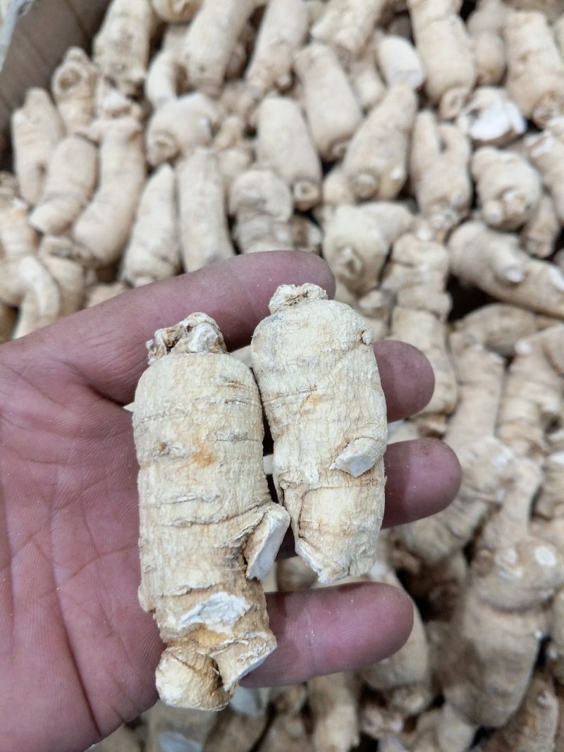 【西洋参粒头】长白山自产西洋参粒头精品货一手货源包邮