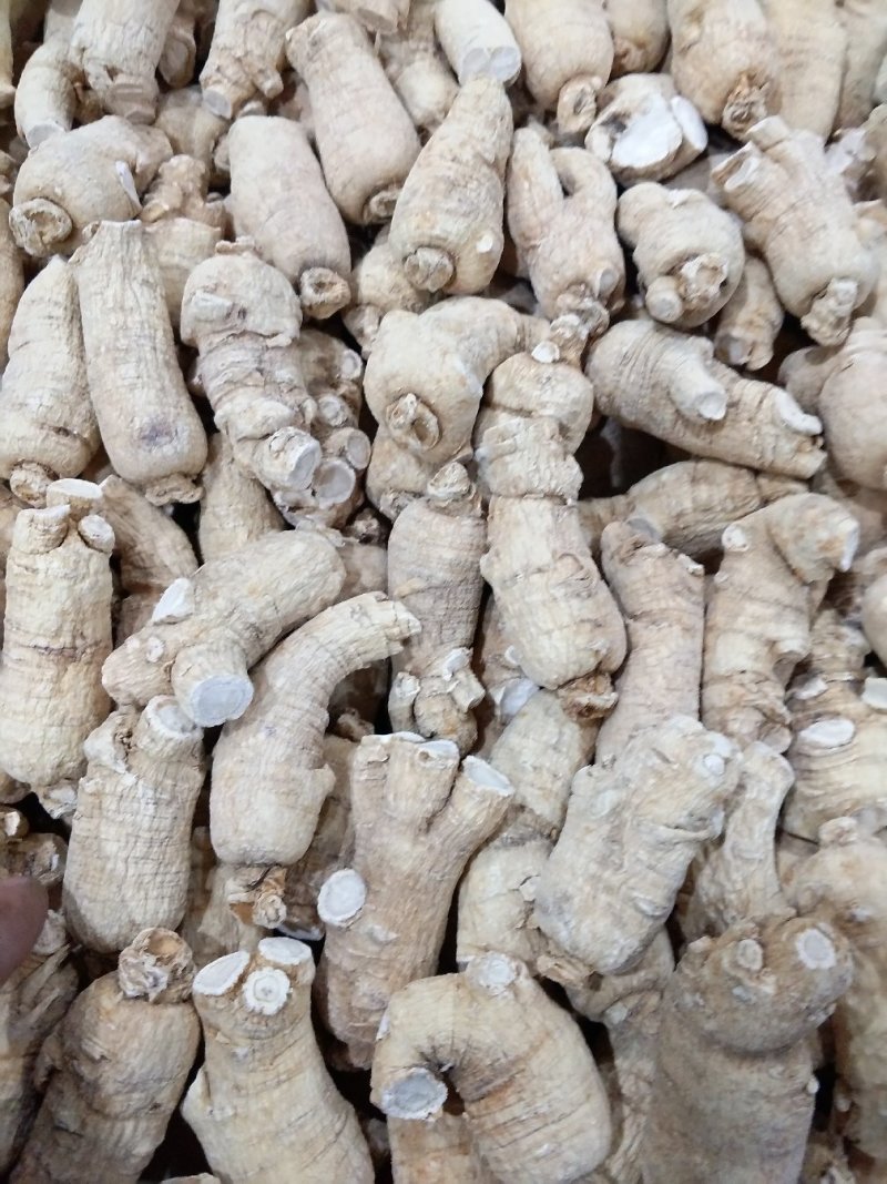【西洋参粒头】长白山自产西洋参粒头精品货一手货源包邮