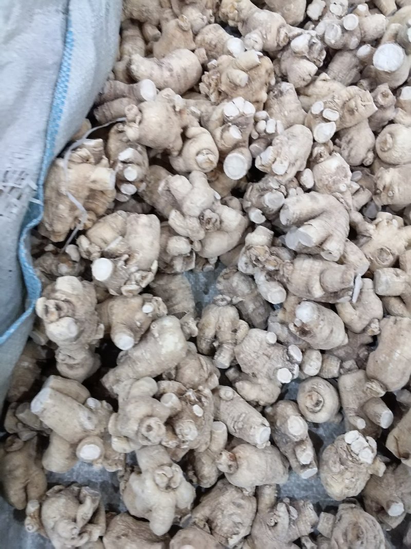 【西洋参粒头】长白山自产西洋参粒头精品货一手货源包邮