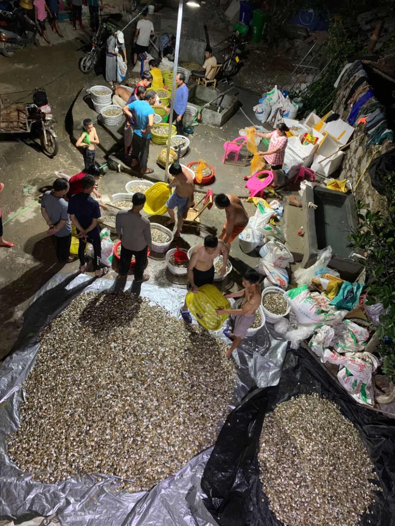 广东福建区域七彩贝三角贝