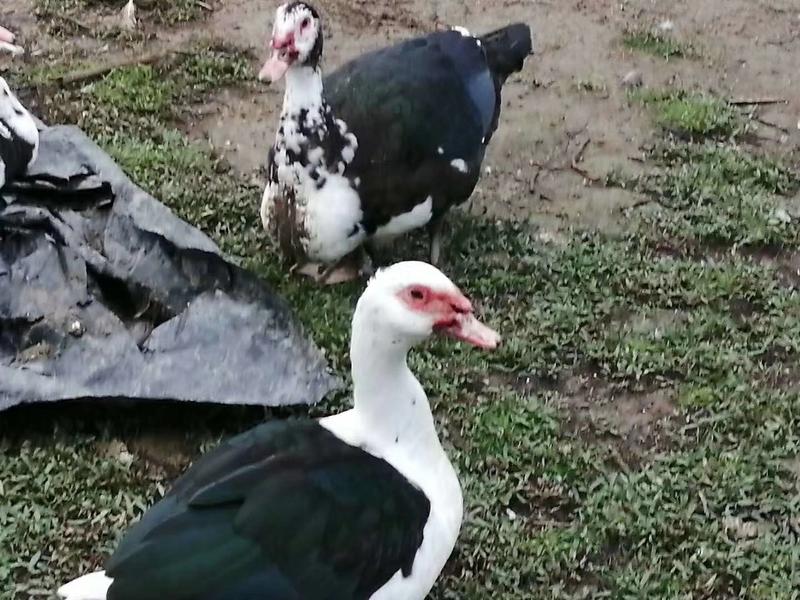 大品种商品肉鸭—黑色番鸭，白色番鸭全国发货