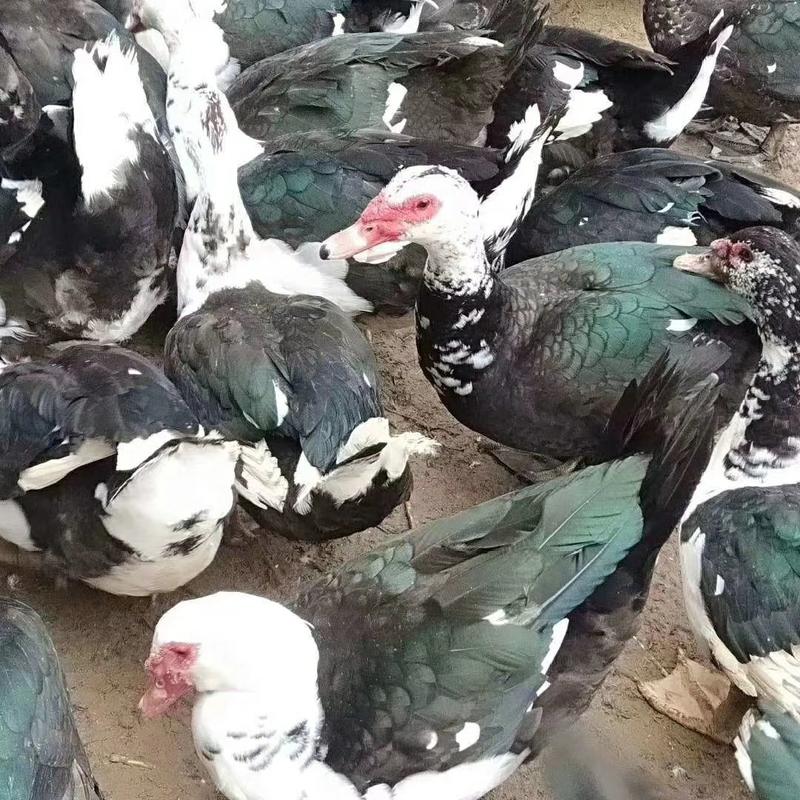 大品种商品肉鸭—黑色番鸭，白色番鸭全国发货